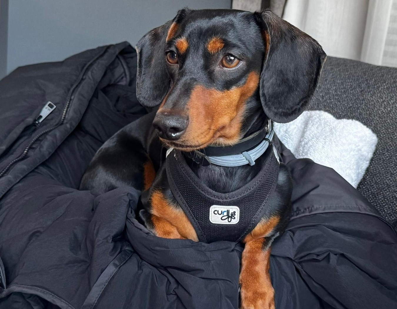 Halt auf vier Pfoten – Hilfe für Mensch und Tier in Not