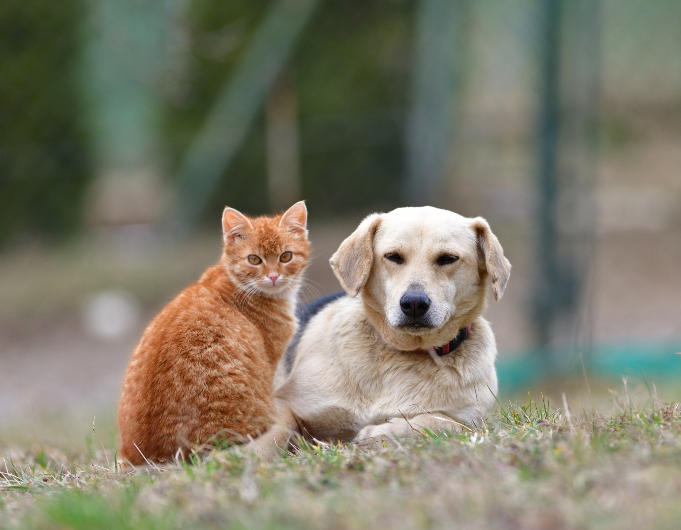Hilfe für Fellnasen in Essen