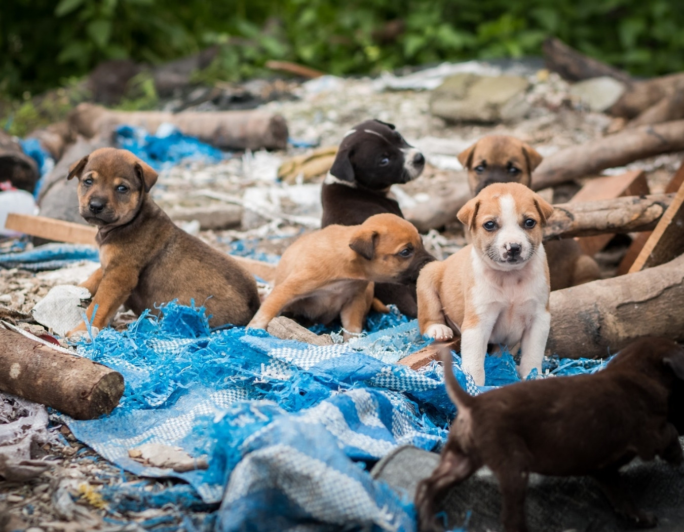 Hilfe für Tiere auf den Straßen Serbiens