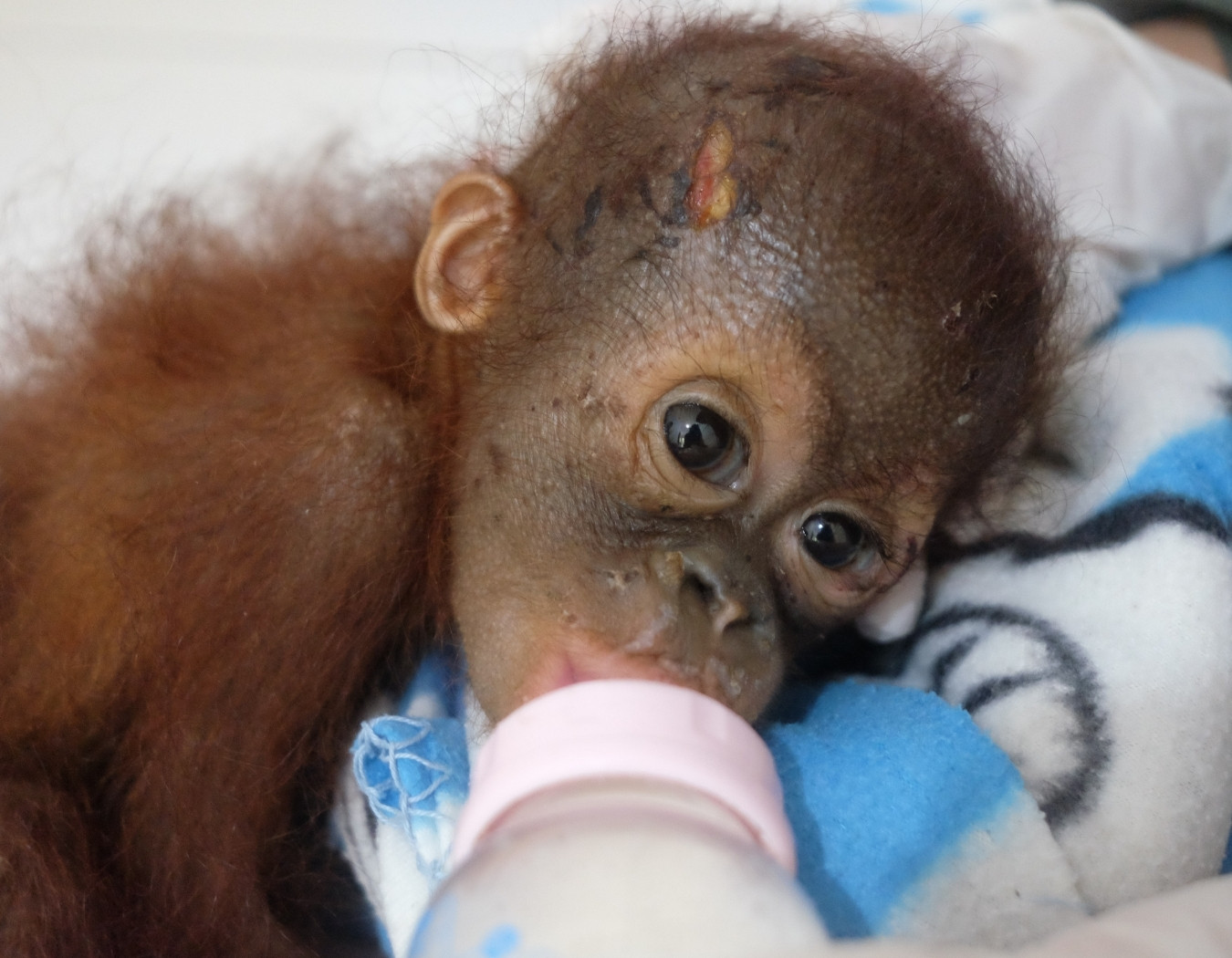 Rettung eines Orang-Utan-Babys