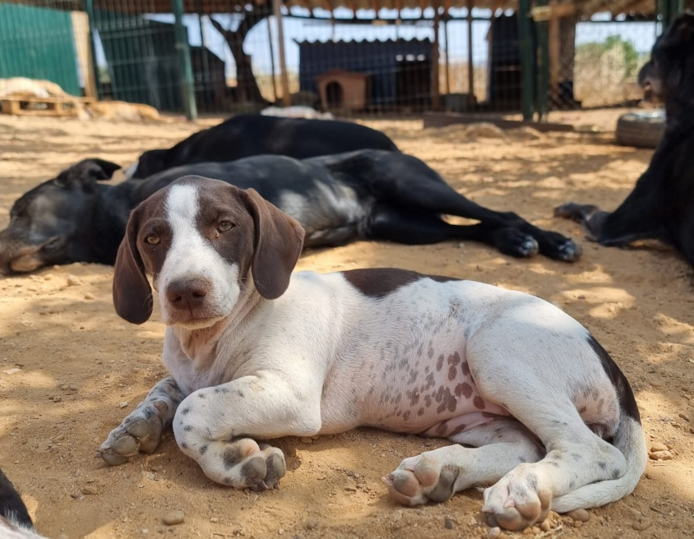 Unterstützung für Hunde im Tierschutz