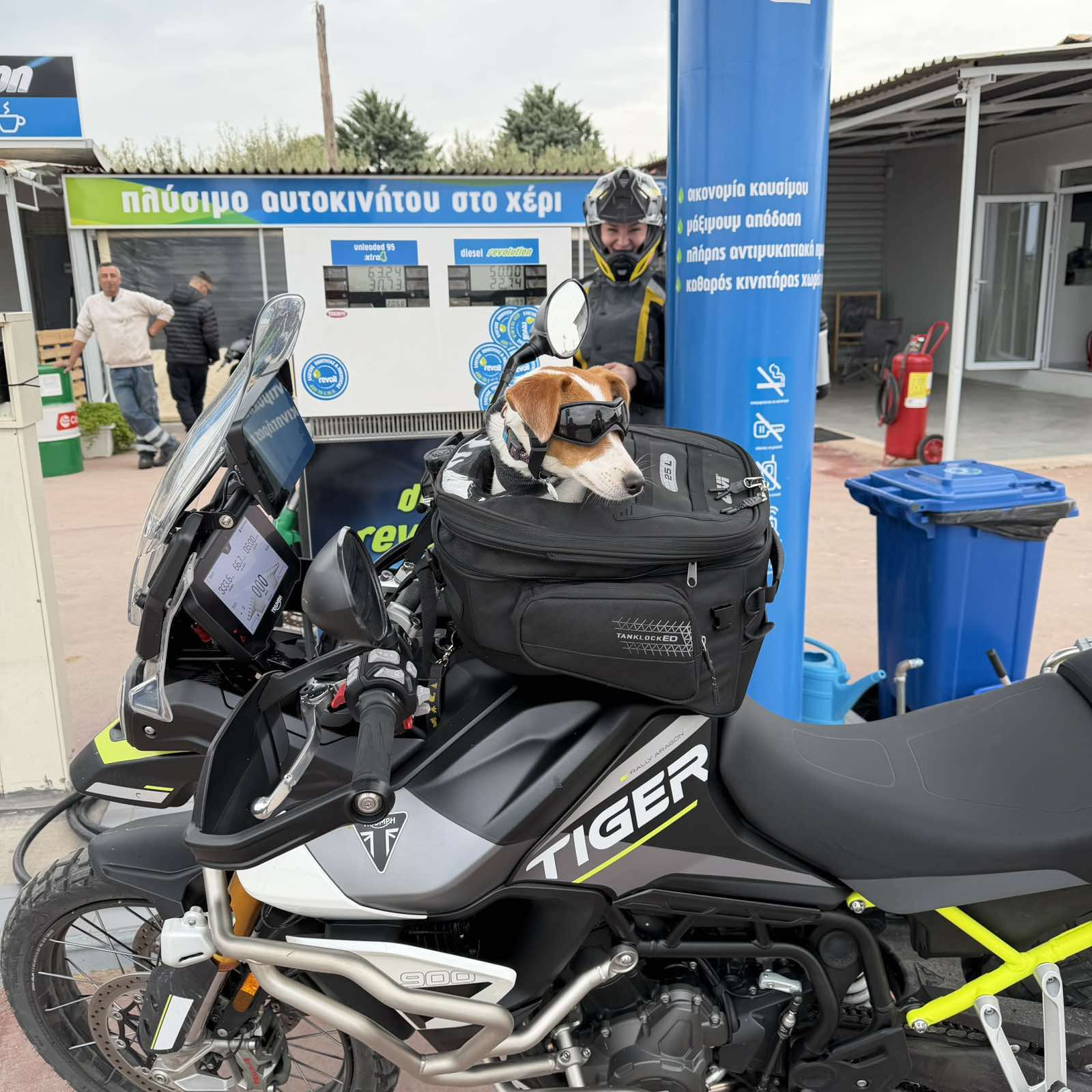 Funny Dog Customer Igglezakis