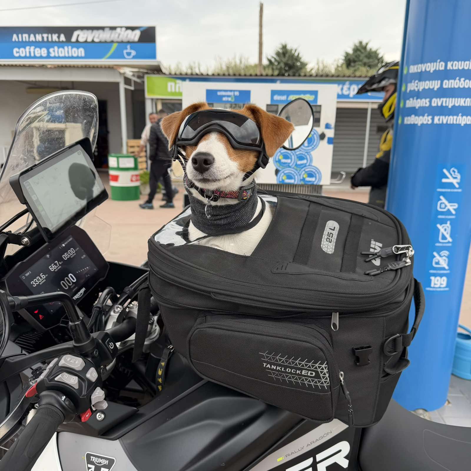 Dog Customer at Revoil Igglezakis