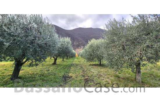 TERRENO AGRICOLO PIANTUMATO AD ULIVI - Foto 1 di 3