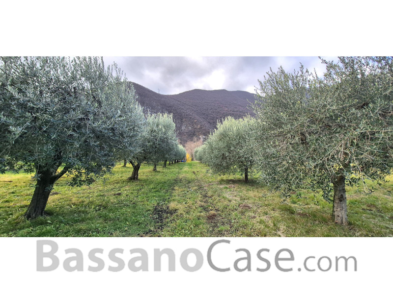 TERRENO AGRICOLO PIANTUMATO AD ULIVI - Foto 1 di 3