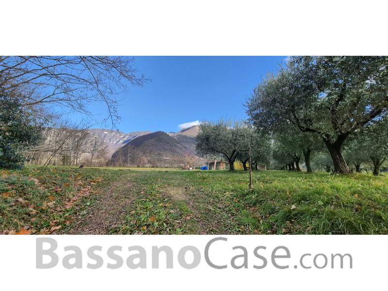 TERRENO AGRICOLO PIANTUMATO AD ULIVI - Foto 2 di 3