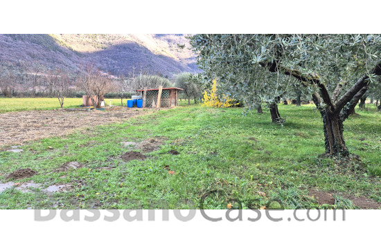 TERRENO AGRICOLO PIANTUMATO AD ULIVI - Foto 3 di 3