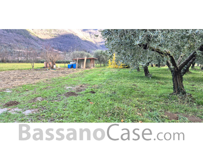 TERRENO AGRICOLO PIANTUMATO AD ULIVI - Foto 3 di 3