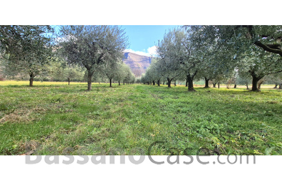 TERRENO AGRICOLO PIANTUMATO AD ULIVI