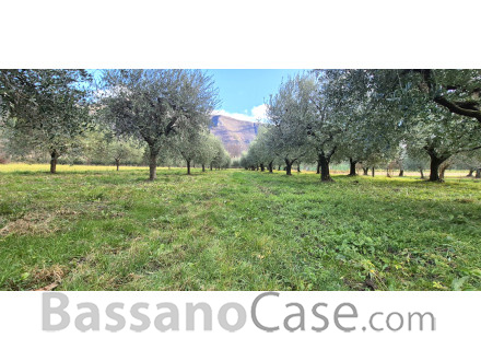 TERRENO AGRICOLO PIANTUMATO AD ULIVI