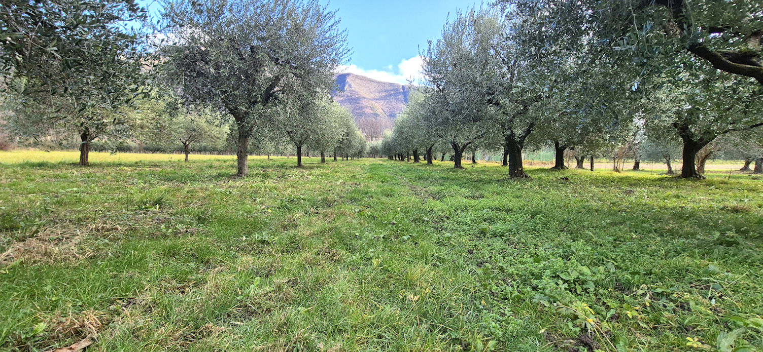 TERRENO AGRICOLO PIANTUMATO AD ULIVI - Foto 0 di 3