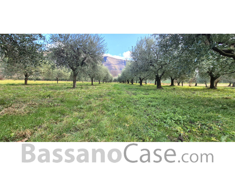 TERRENO AGRICOLO PIANTUMATO AD ULIVI - Foto 0 di 3