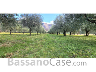 TERRENO AGRICOLO PIANTUMATO AD ULIVI
