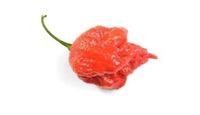 פלפל מקסיקני
חריף, פרימיום