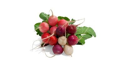 צנונית, אורגני