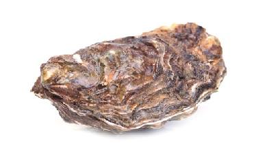 אויסטרים, מובחר