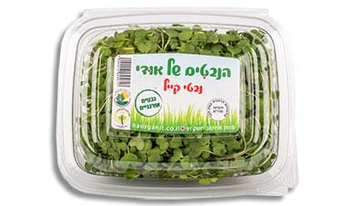 נבטי קייל
הנבטים של אודי