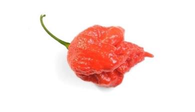 פלפל חריף קרולינה 3יח חריף אש.
, אורגני