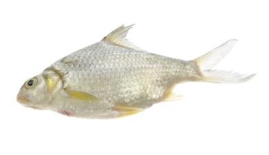 פילה כסיף קפוא, פרימיום