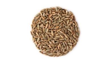 חיטה ירוקה
פריקי