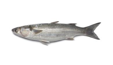 בורי ים, מובחר