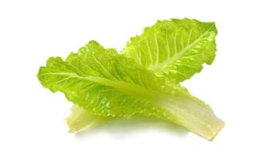 חסה רומית
lettuce romaine, אורגני