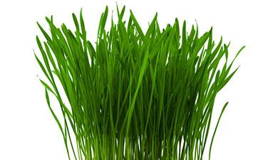 נבטים עשב חיטה, אורגני