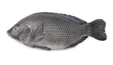 אמנון שלם קפוא כנרת
Whole Kinneret Tilapia, טבעי