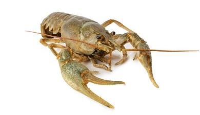 לובסטר שלם מבושל, קפוא