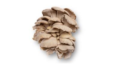 פטריות פורציני איטלקיות, פרימיום