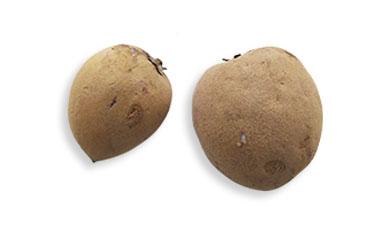 ספודילה, אורגני