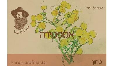 סקטה מסקוטה