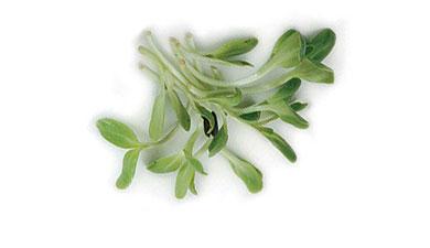 נבטים חרדל של העמק (ניצנים)