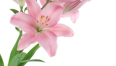 ליליות - 5 ענפים