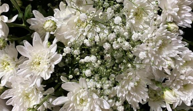 חרציות -5 ענפים