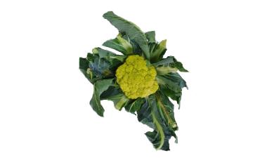 כרובית ירוקה, אורגני