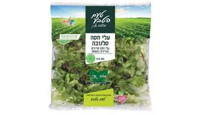 עלי חסה סלנובה שטופים