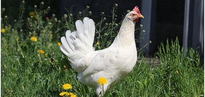 Biohof Sunnsite - Peter und Silvia Pfister -