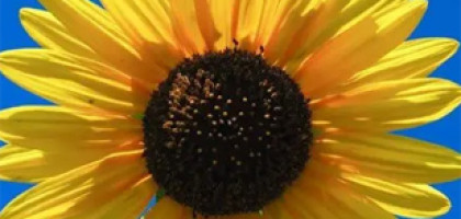 Blumen-Beetz Hartmann und Ushakova OHG