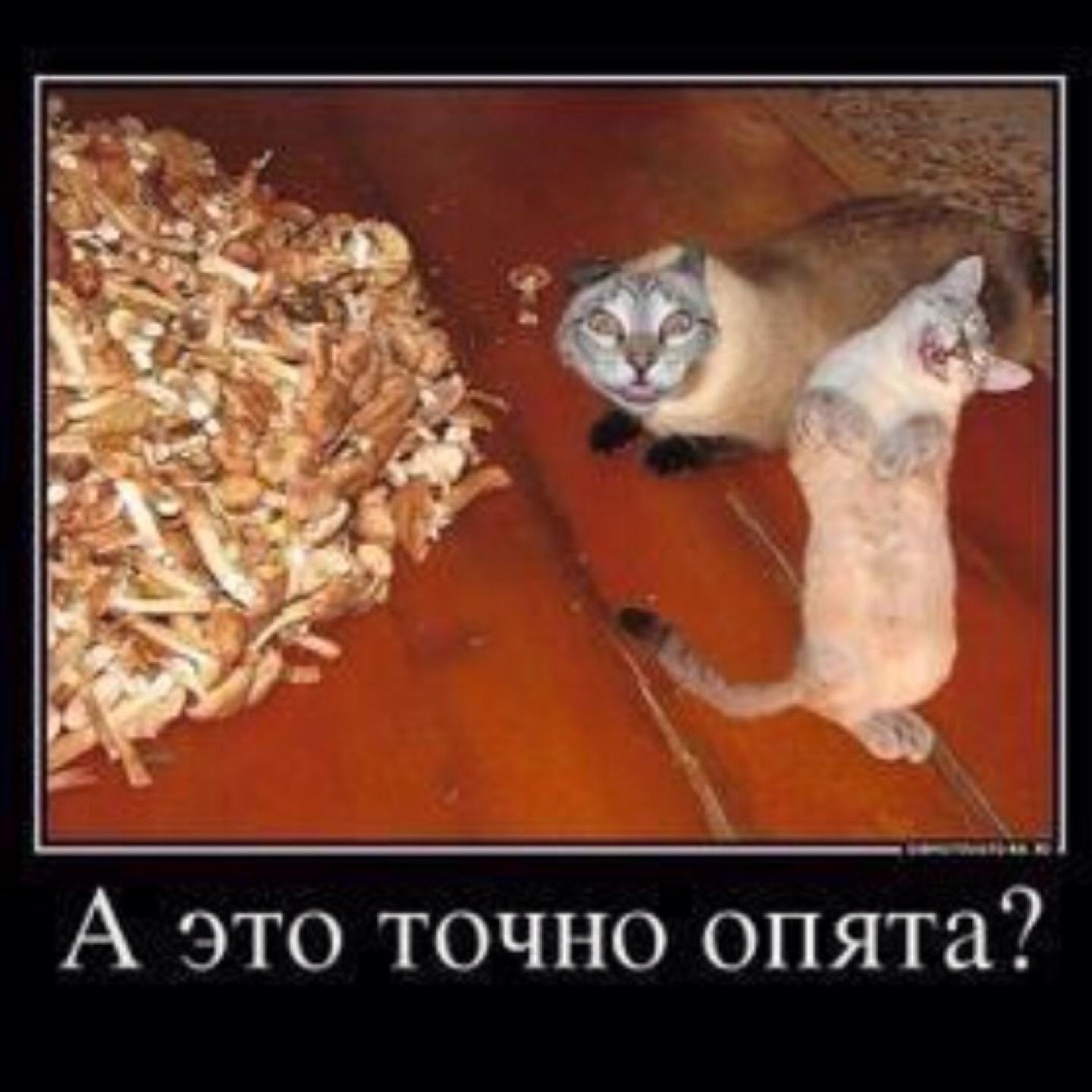 Юмор Про Грибы Картинки