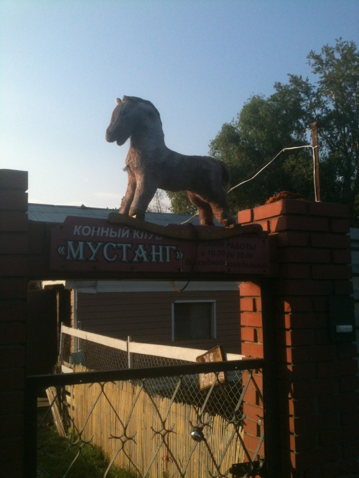 Купить Мустанга Лошадь В России