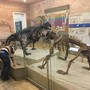 фото Музей естественной истории Татарстана 7