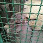 фото Днепропетровский зоопарк 4