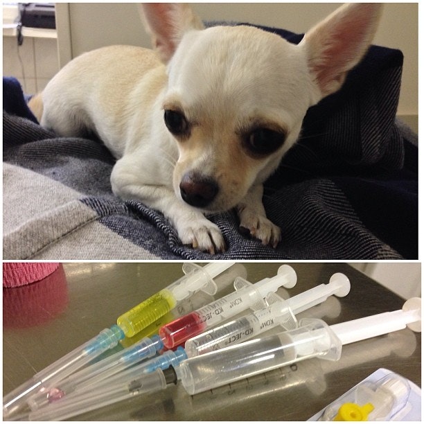 Мив ветеринарная. Мив ветеринарная. Мив ветеринарная. Ветклиника на миля. 10.