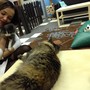 фото Котокафе Кис-кис 8