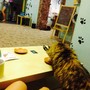 фото Котокафе Кис-кис 5