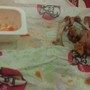 фото KFC 2