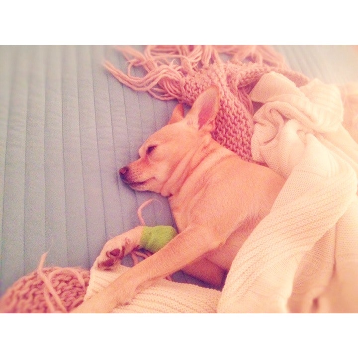 ветеринарная клиника мурино всеволожский район. гарькавый мурино. ветеринарная девяткино. ветклиника главная 58 новое девяткино. ветеринарная девяткино.