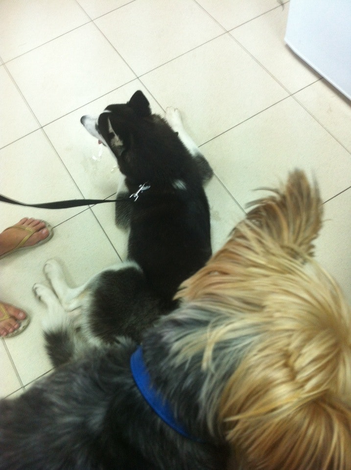 Ветклиника здоровый хвост. Ставропольская ветлечебница. Ставропольская ветлечебница. Ветеринарный центр имени пирогова ставрополь. Ставрополь ул серова 523.