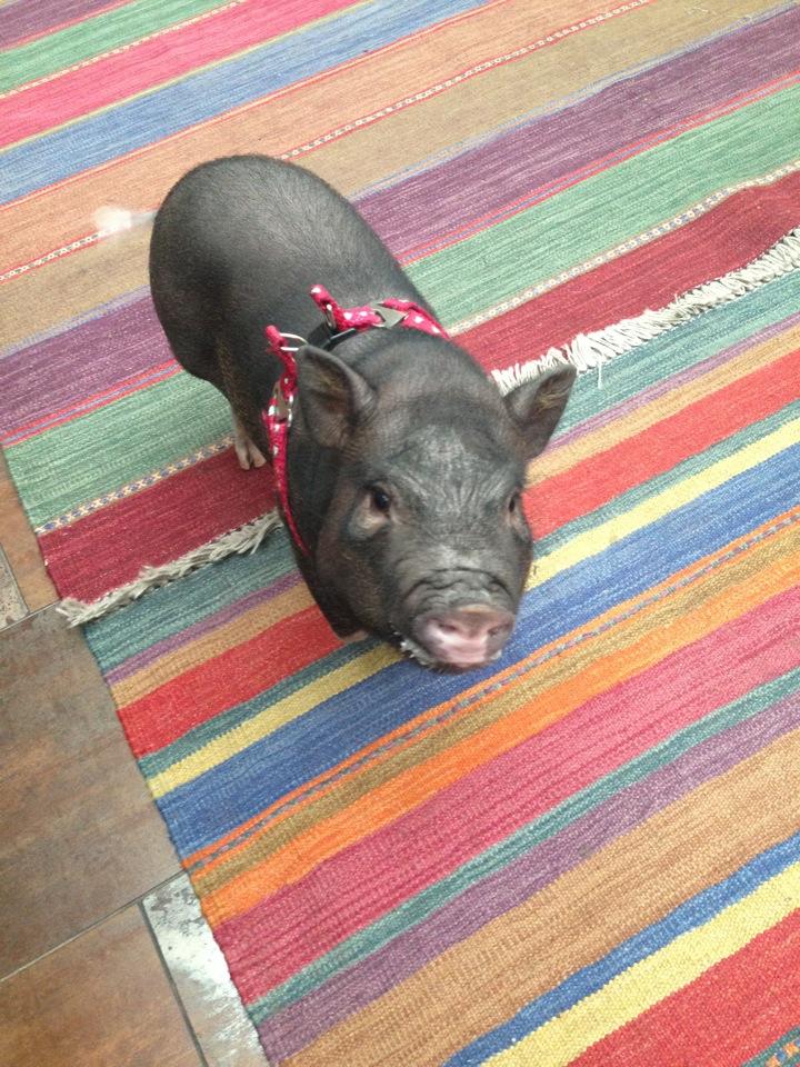 Мини пиг. Ресторан с минипигами в москве. Минипиг взрослый. Кафе мини пигов в казани. Поросенок в ресторане.